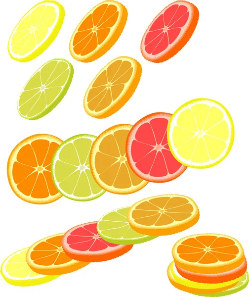 Rebanadas de diferentes cítricos. Naranja, pomelo, limón, lima . — Archivo Imágenes Vectoriales