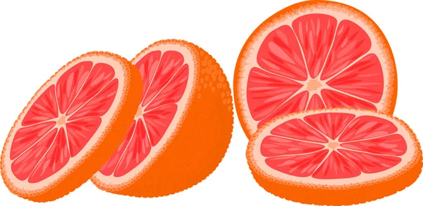 Slices of red orange or grapefruit. — Stock Vector