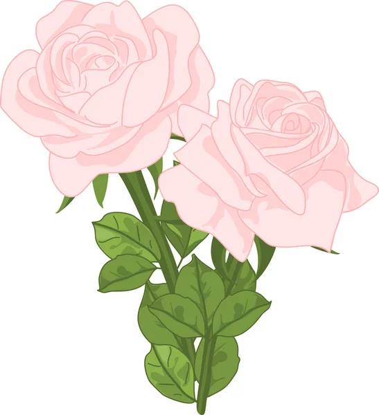 Två rosa rosor. — Stock vektor