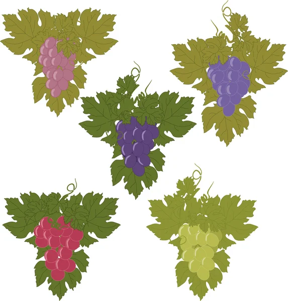 Векторный набор гроздьев винограда . — стоковый вектор