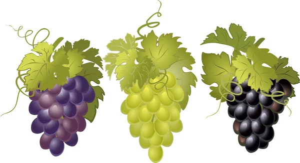 Vector set of bunches of grapes. — Stock Vector