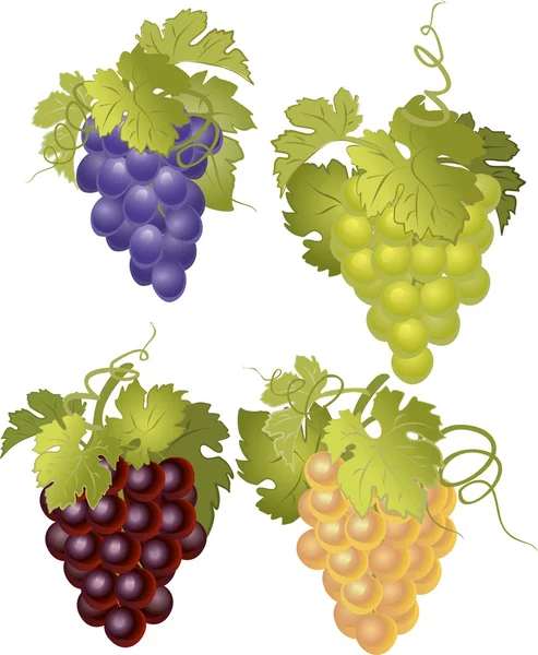 Conjunto vectorial de racimos de uvas . — Archivo Imágenes Vectoriales