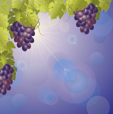 Gökyüzüne karşı üzüm.