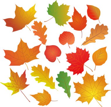sonbahar yaprakları vektör kümesi.