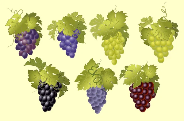 Виноград с гроздьями винограда в винтажном стиле . — стоковый вектор