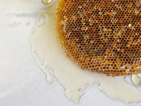 Gros plan de nid d'abeille avec du miel . — Photo