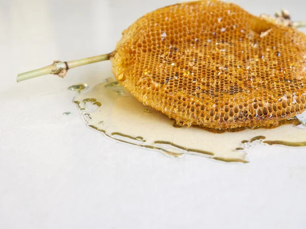 Closeup of honeycomb with honey. — Stock Photo, Image