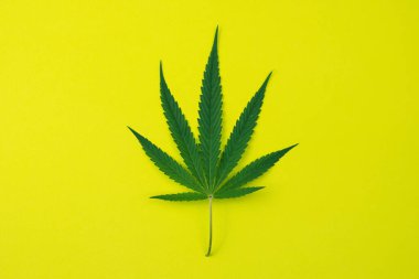 Sarı zemin üzerinde esrar yaprağının üst görünümü.