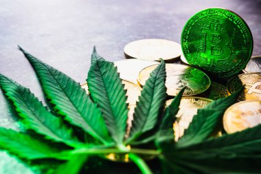 Kripto para birimi sembolü ve kenevir yapraklı altın sikkeler.