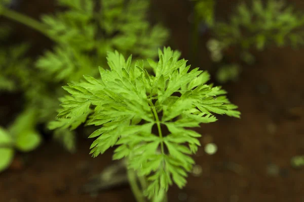 Fiatal sárgarépa növény a talajból — Stock Fotó