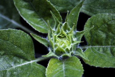 son derece genç yeşil Ayçiçek yakın çekim