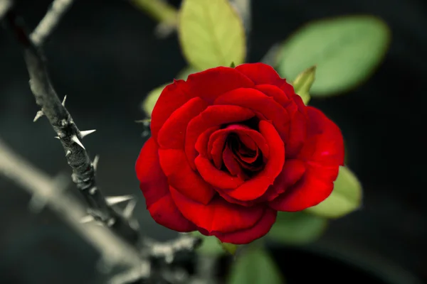 Rosa vermelha ao lado de espinhosa haste Fotografia De Stock