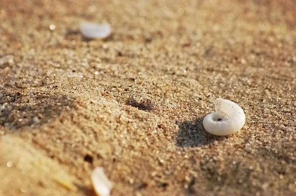 Seahorse Shell on the Beach — Stock Photo, Image