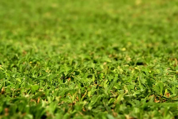 Freshly cut green gress field — Stock Photo, Image