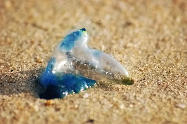 Blaue Flasche auf Sand — Stockfoto