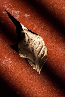 Kırmızı bir yüzeyi kuru yaprak.
