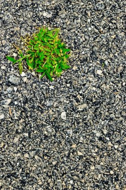 Asfalt üzerinde hayatta kalan bitkiler.