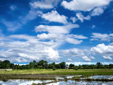 Pirinç tarlasının üzerindeki mavi gökyüzü