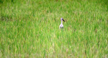 Pirinç tarlasında Asyalı açık gagalı leylekler