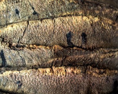 Kapalı hindistan cevizi ağacı dokusu arkaplanı