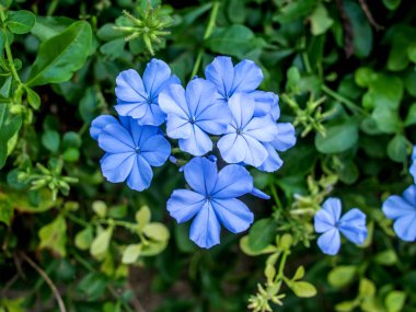 Ağaçta yaprakları olan mavi çiçekler.