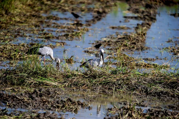 Asiático Bico Aberto Cegonhas Campo Arroz — Fotografia de Stock