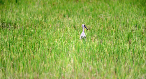 Asiático Bico Aberto Cegonhas Campo Arroz — Fotografia de Stock