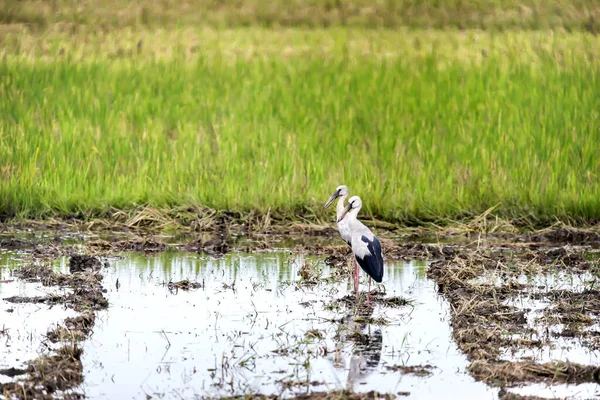 Asiático Bico Aberto Cegonhas Campo Arroz — Fotografia de Stock