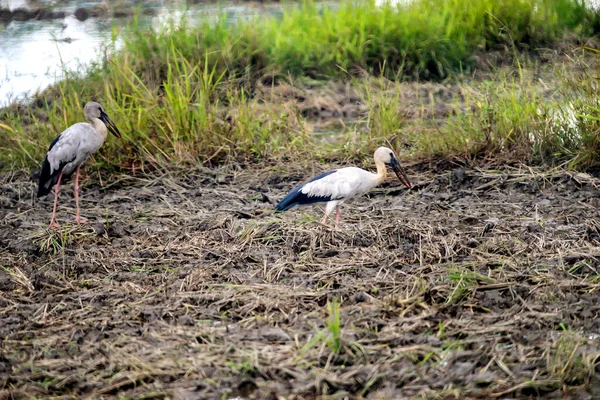 稻田上的亚洲白鹤 — 图库照片