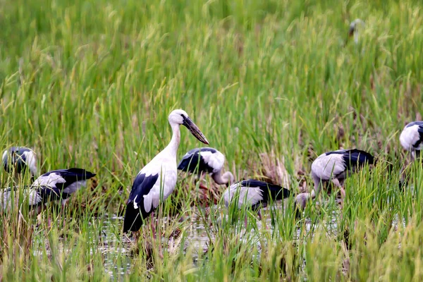 Asiático Bico Aberto Cegonhas Campo Arroz — Fotografia de Stock