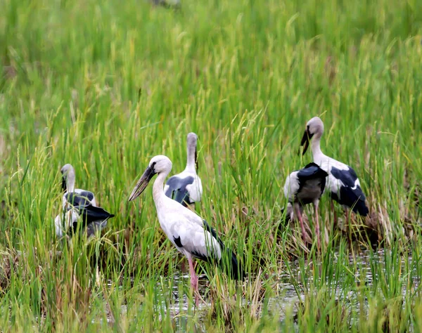 Asiático Bico Aberto Cegonhas Campo Arroz — Fotografia de Stock