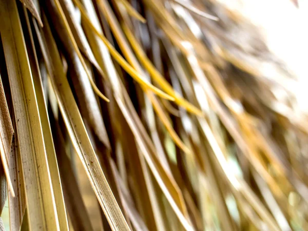 Getrocknete Kokosnussblätter Textur Hintergrund — Stockfoto