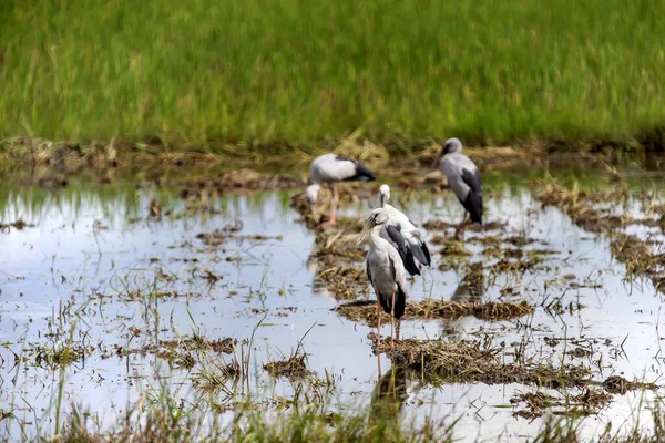 稻田上的亚洲白鹤 — 图库照片