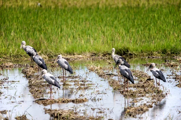 Asiático Bico Aberto Cegonhas Campo Arroz — Fotografia de Stock