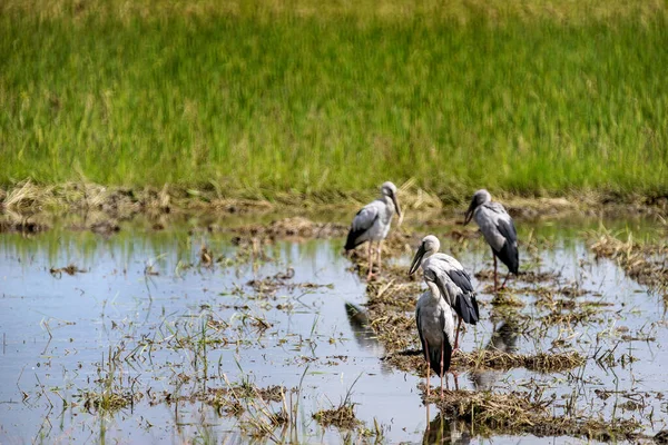 Asiático Bico Aberto Cegonhas Campo Arroz — Fotografia de Stock