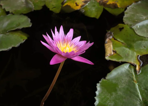 葉を背景に黒い水にピンクの蓮 — ストック写真