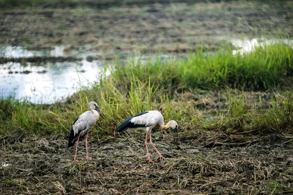 Asian Open Billed Storks Rice Field — Stock Photo, Image