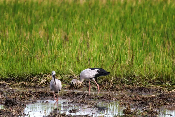 Asiático Bico Aberto Cegonhas Campo Arroz — Fotografia de Stock