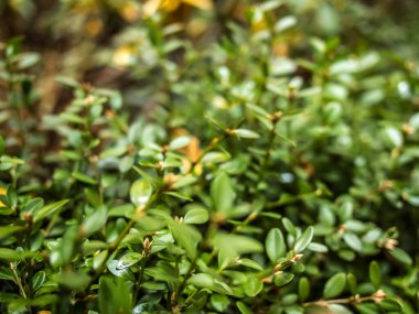 Küçük yapraklar duvar kağıdını kapatır