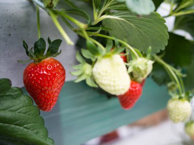 Taze kırmızı ve beyaz çilekler çiftlikte asılı yaprak ile