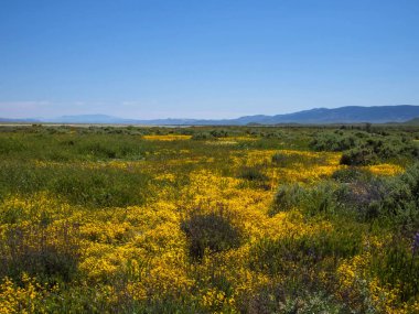 Kaliforniya Carrizo ovalarında bahar boyunca çiçek tarlası dağı