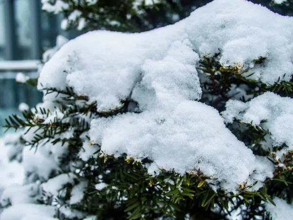 Hojas Pino Cubiertas Con Fondo Nieve —  Fotos de Stock