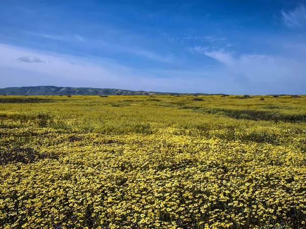Flower field blooming in National park nature California