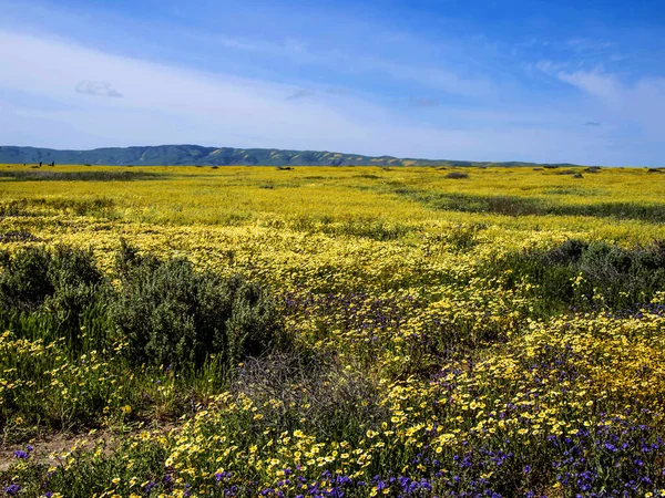 Virág Mező Virágzik Nemzeti Park Természet Kalifornia — Stock Fotó