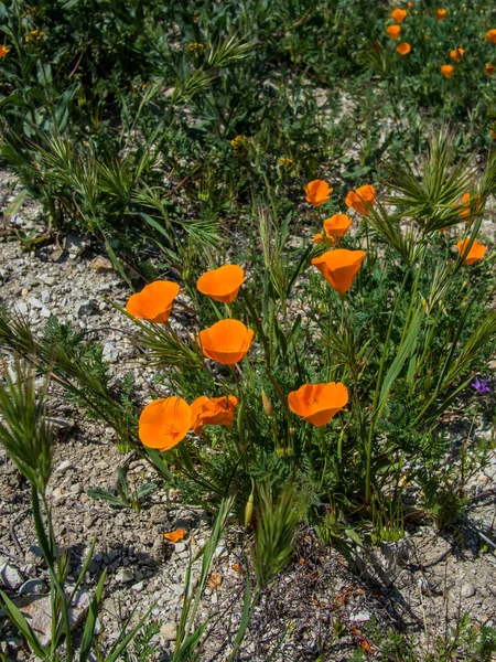 California Papavero Selvatico Arancione Terra — Foto Stock