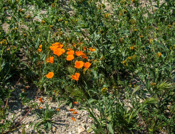 地面にカリフォルニアの野生のオレンジのケシ — ストック写真