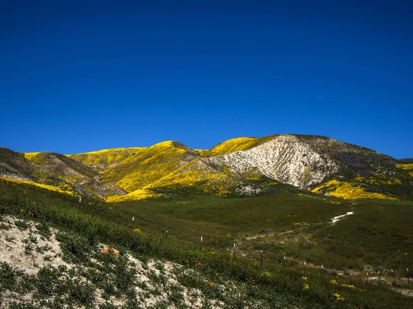 Montaña Cubierta Flores Amarillas Silvestres California — Foto de Stock