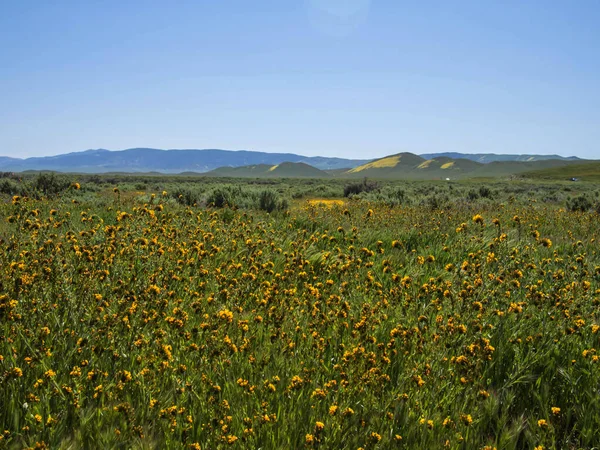 Carrizo Síkság Kaliforniai Virágok — Stock Fotó