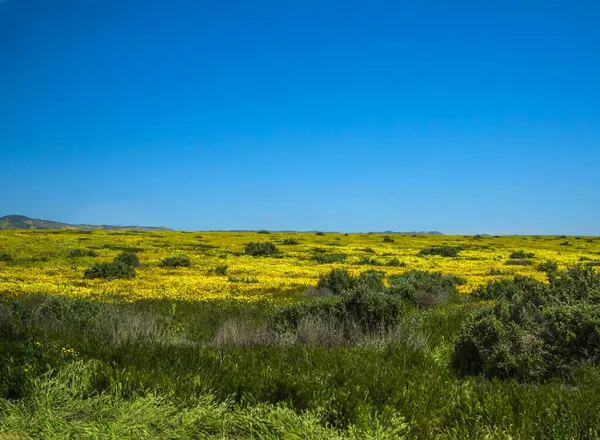 Llanos Carrizo Flores California — Foto de Stock