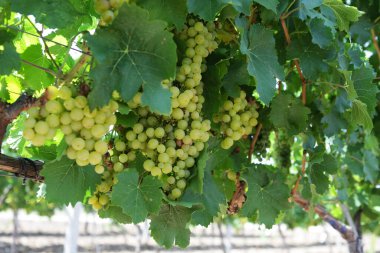 Sarmaşıkta olgunlaşan üzümler, yaz günü. Seçici odak.